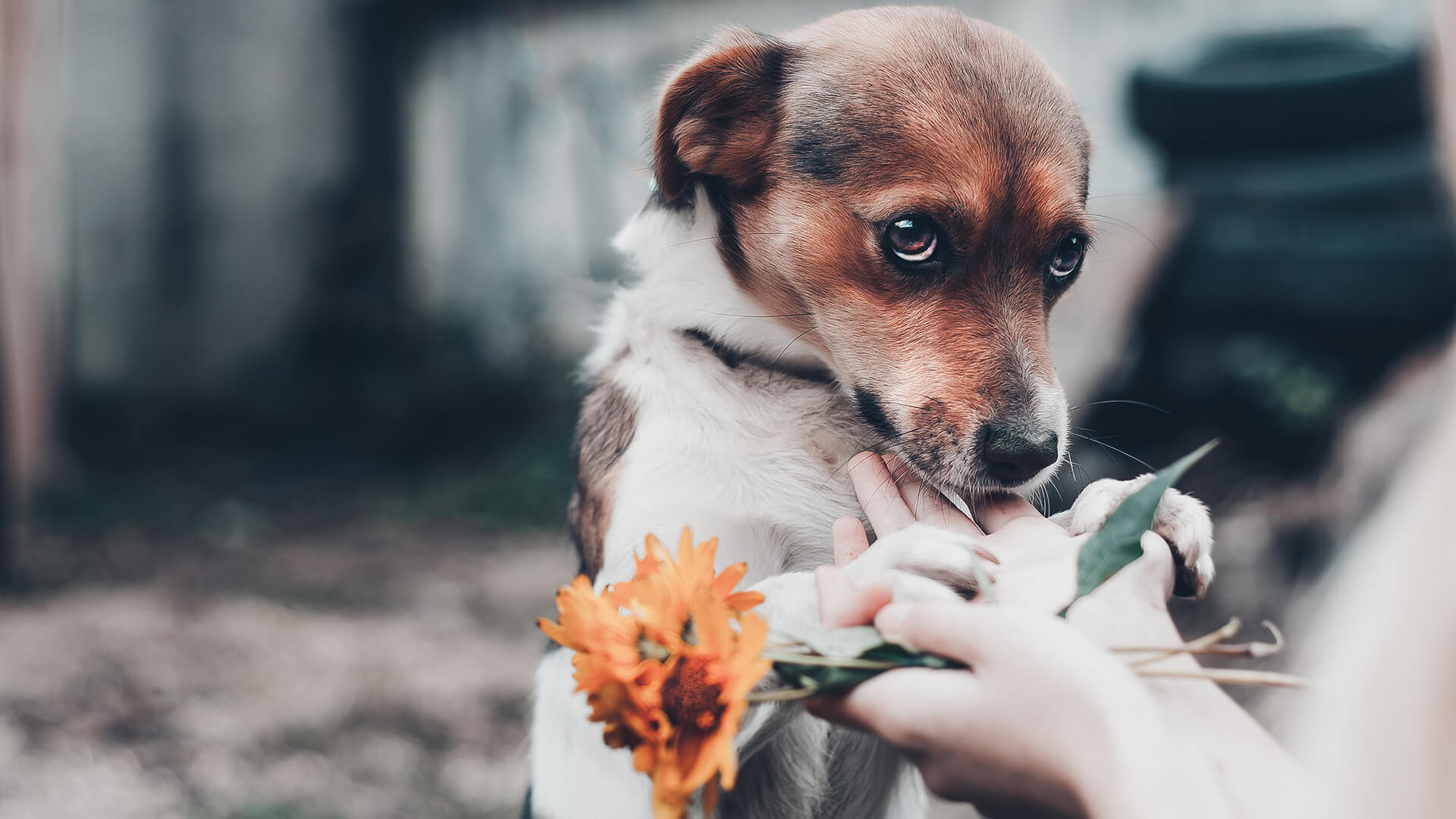 Best Friends Animal Society Names Julie Castle As CEO