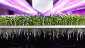 Plants Growing In Room With Purple Light 300x169
