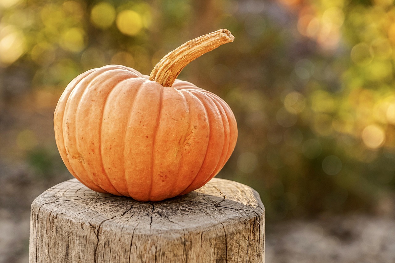 From Pumpkins to Profits: Seasonal Campaigns That Drive Sales in October - Featured Image | CEO Monthly